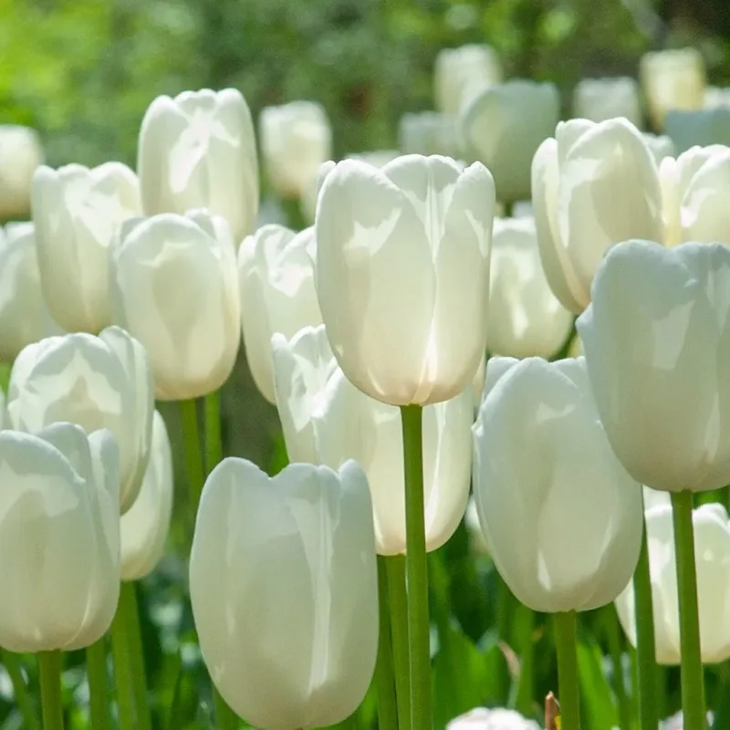 hoa tulip trang co y nghia gi