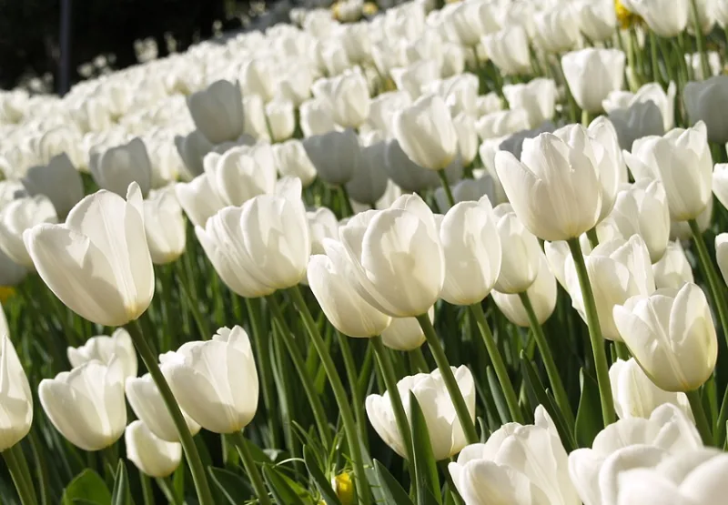 hoa tulip trang co y nghia gi