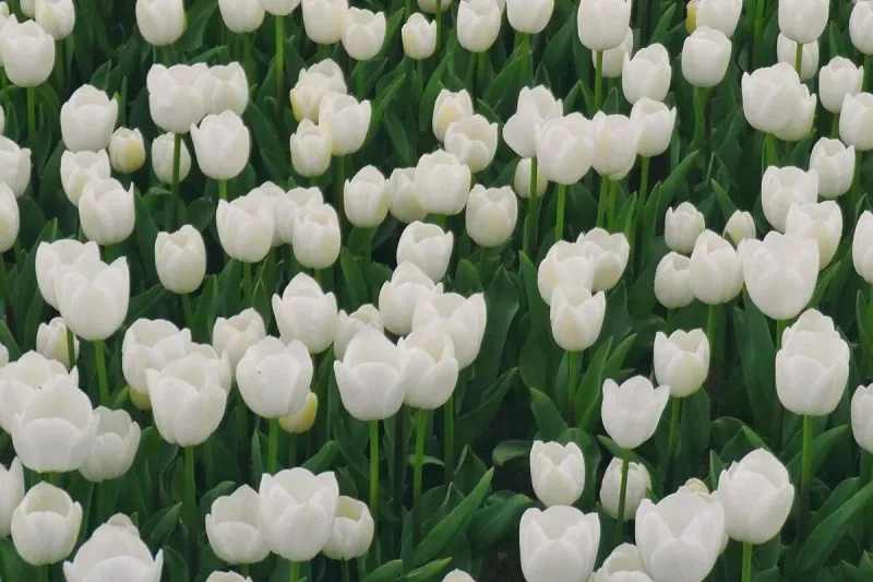 hoa tulip trang co y nghia gi