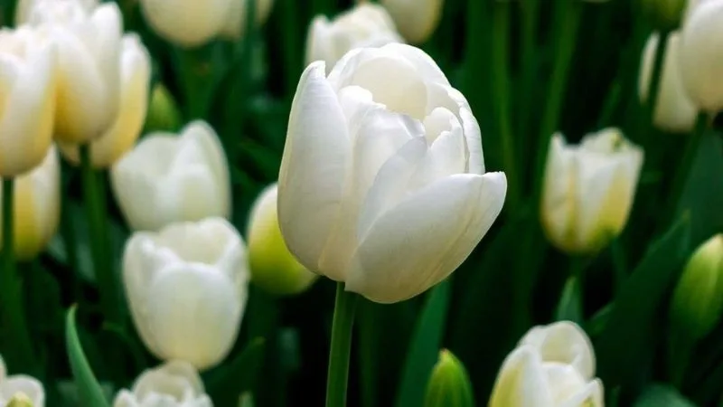 hoa tulip trang co y nghia gi